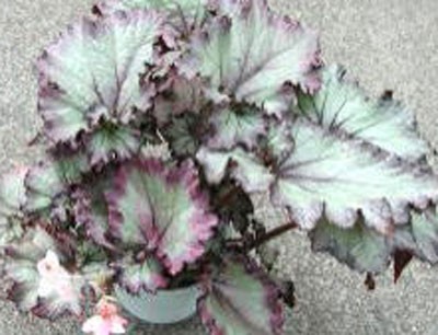 B. Ukigumo